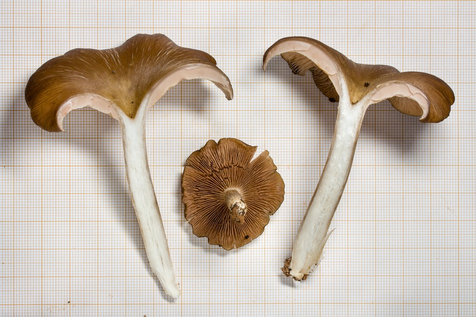 Entoloma cuboidosporum var. chromostomum image