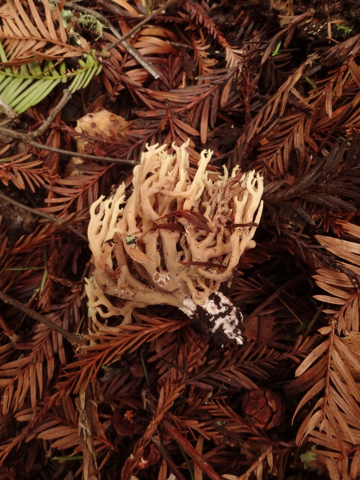 Ramaria apiculata var. brunnea image