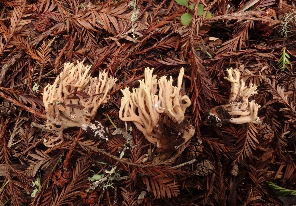 Ramaria apiculata var. brunnea image