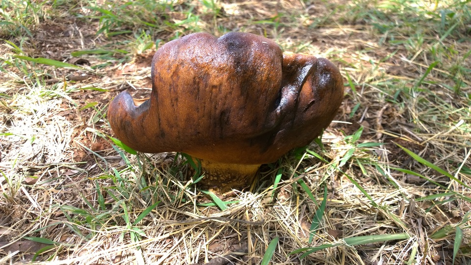 Phlebopus sudanicus image