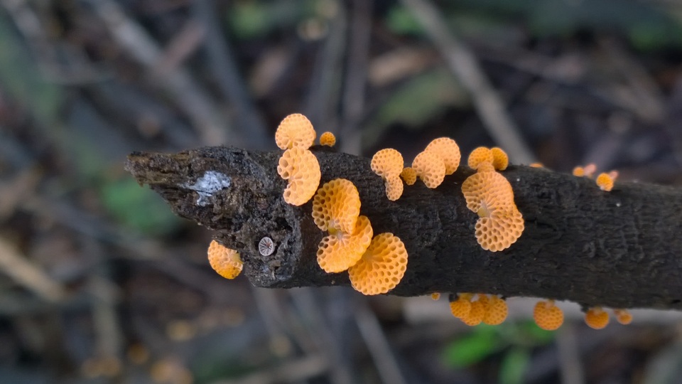 Favolaschia thwaitesii image