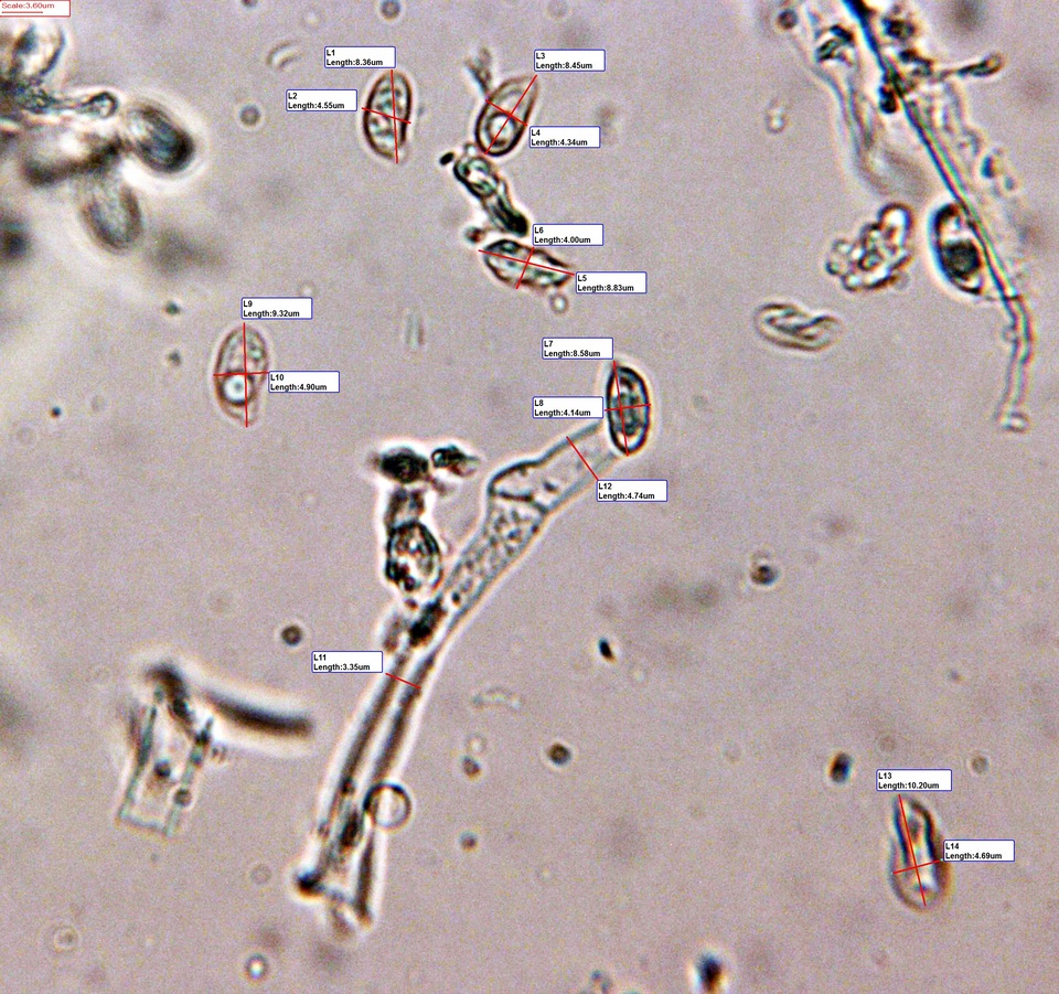 Ramaria apiculata var. brunnea image