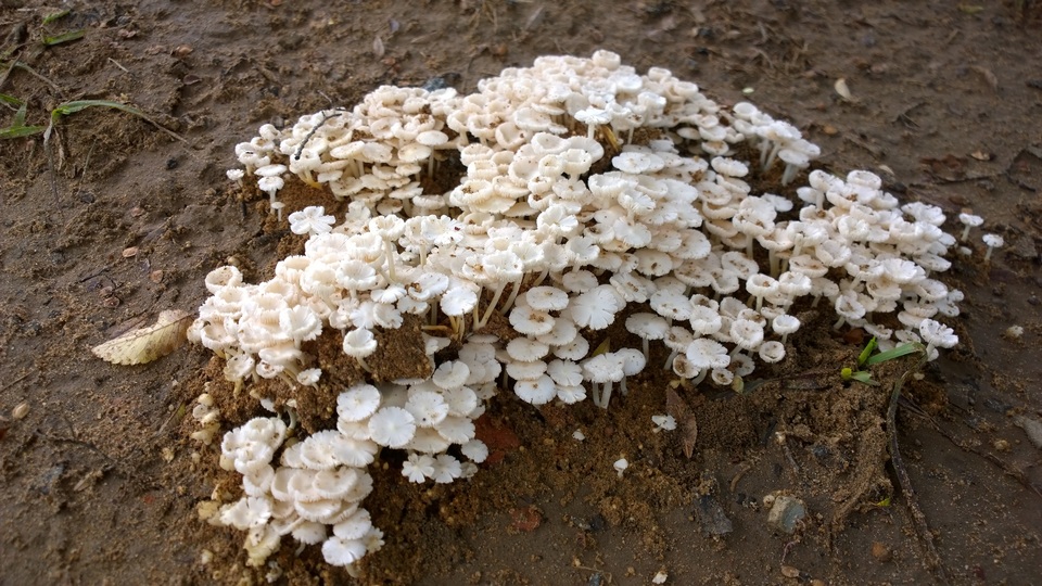Termitomyces microcarpus image