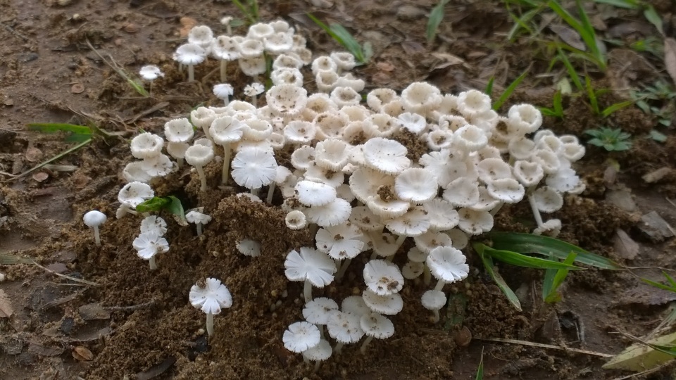 Termitomyces microcarpus image