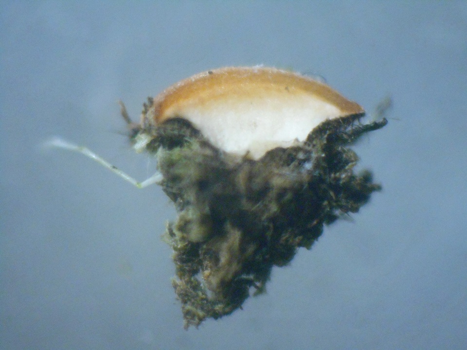 Pseudombrophila leporum image