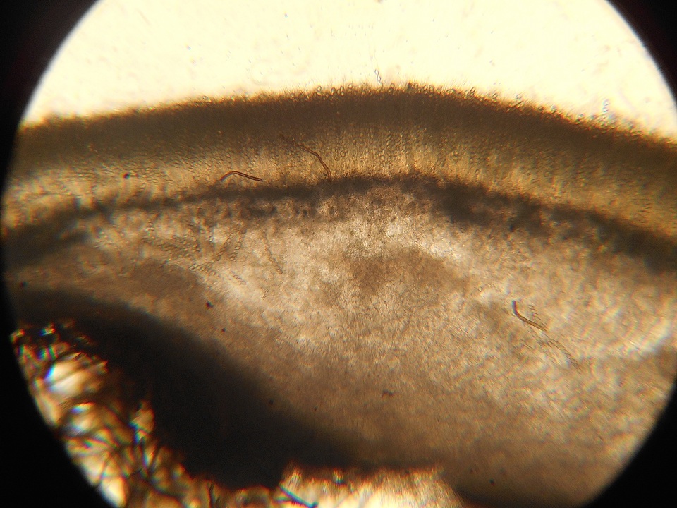 Pseudombrophila leporum image
