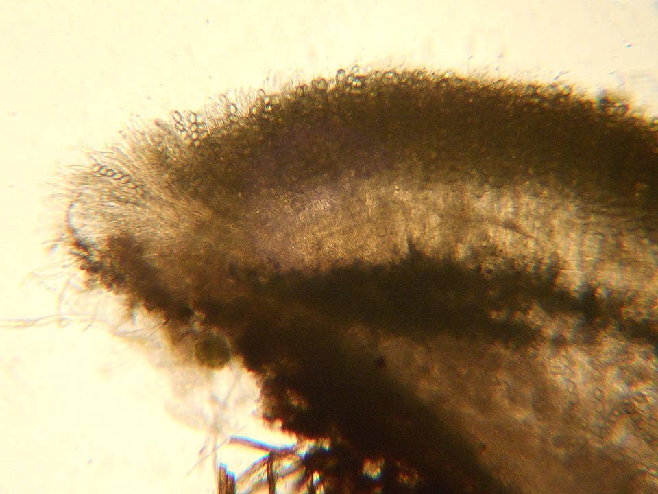 Pseudombrophila image