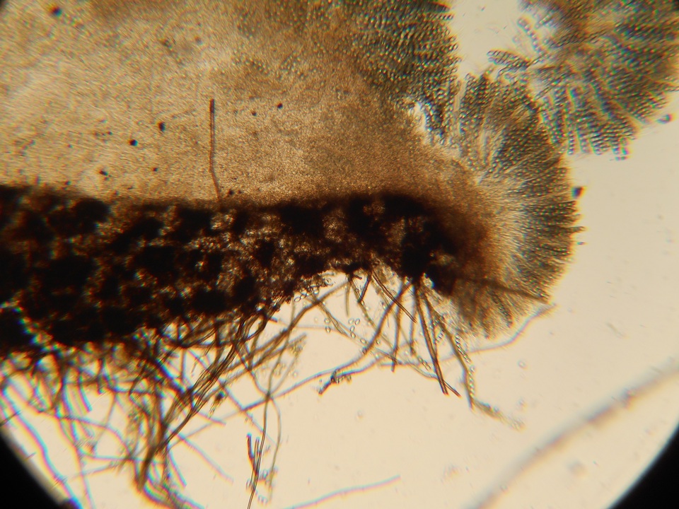 Pseudombrophila leporum image