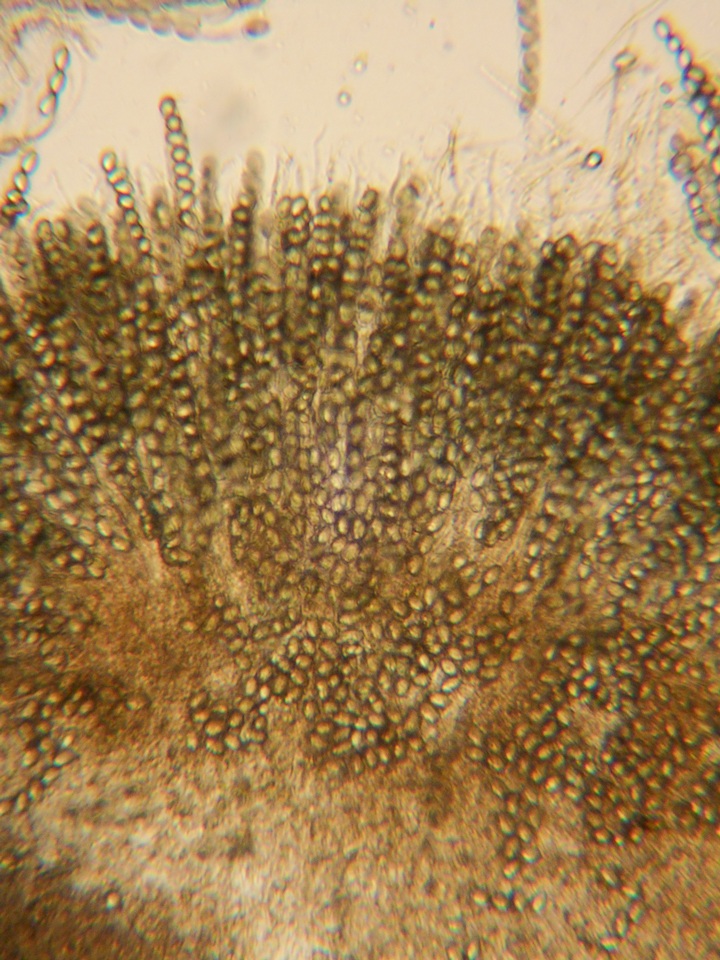 Pseudombrophila leporum image
