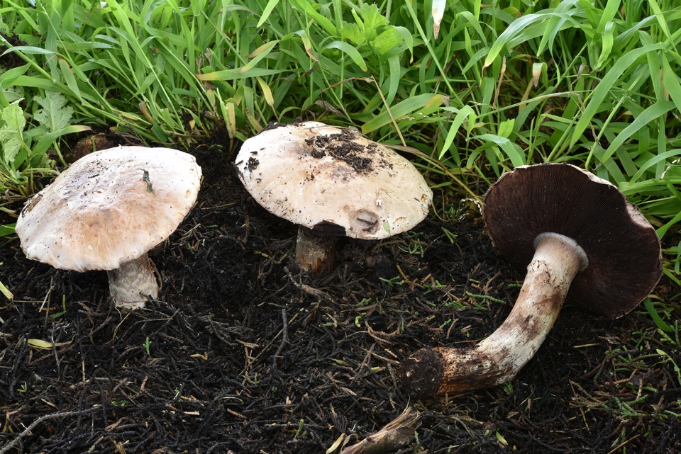 Agaricus laparrae image