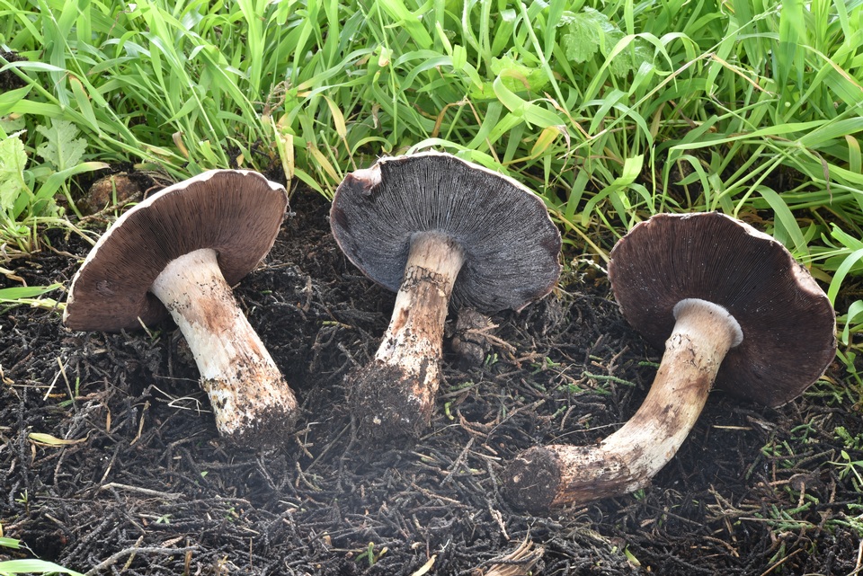 Agaricus laparrae image