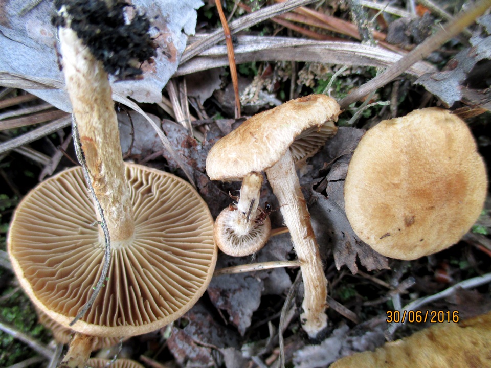 Inocybe agardhii image