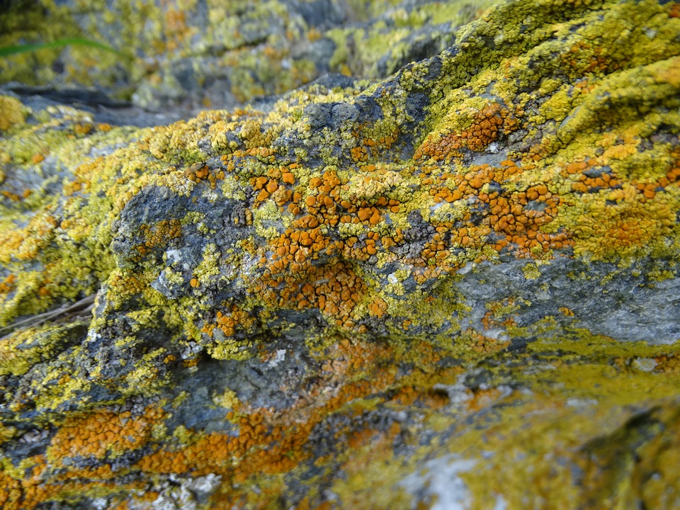 Caloplaca stantonii image
