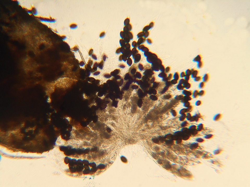 Podospora pleiospora image