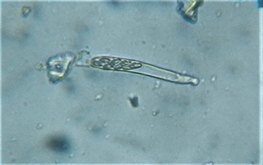 Discinella boudieri image