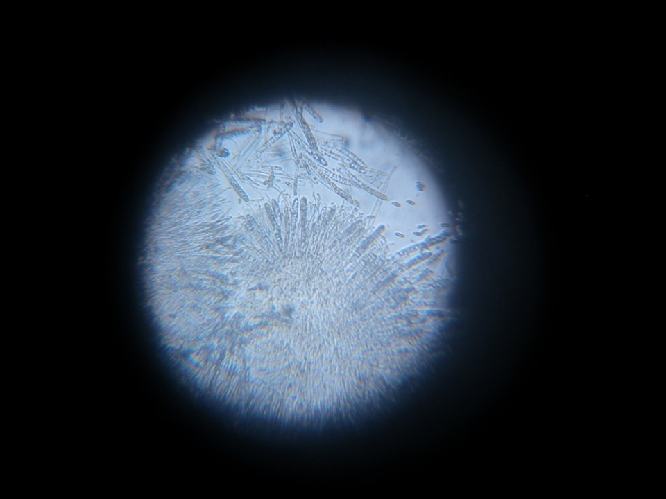 Discinella boudieri image
