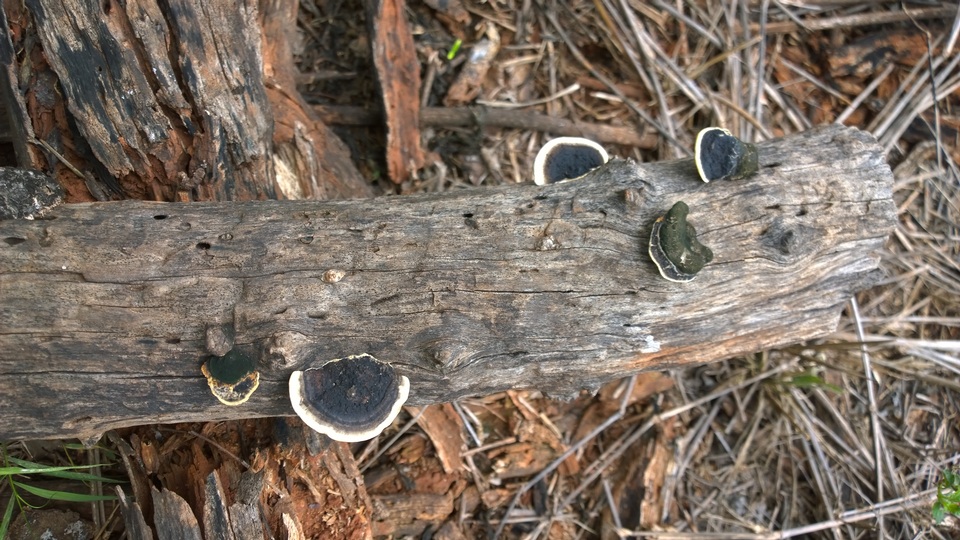 Trametes cingulata image