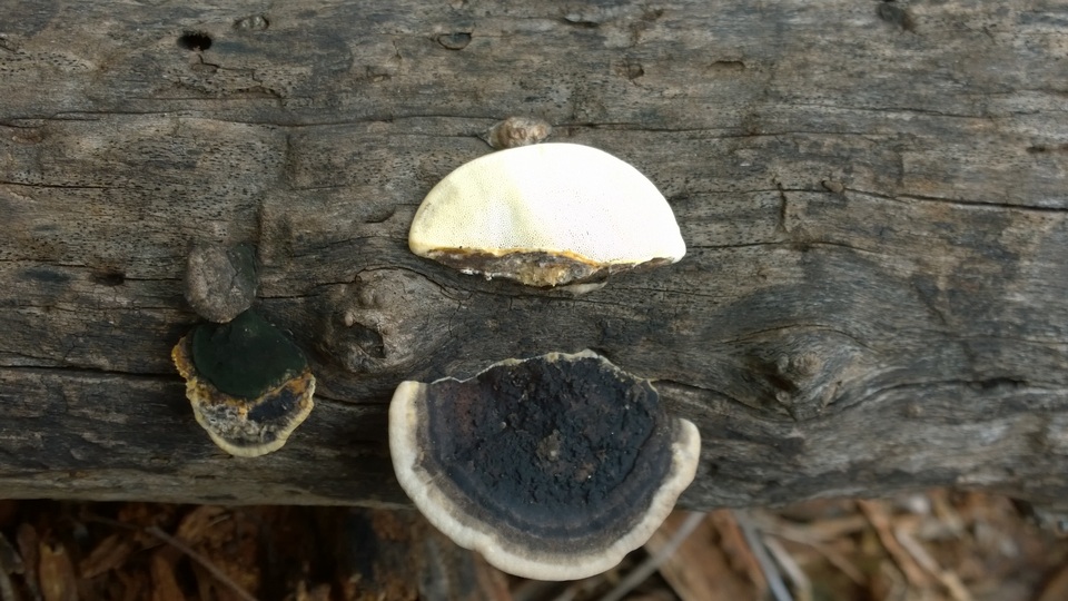 Trametes cingulata image