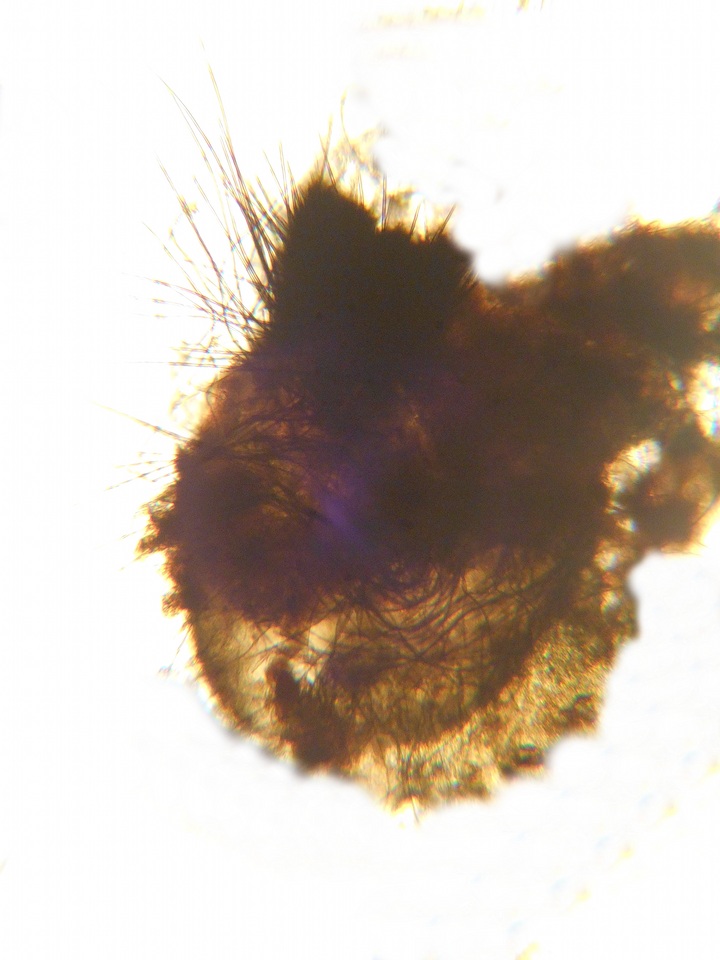 Podospora tarvisina image