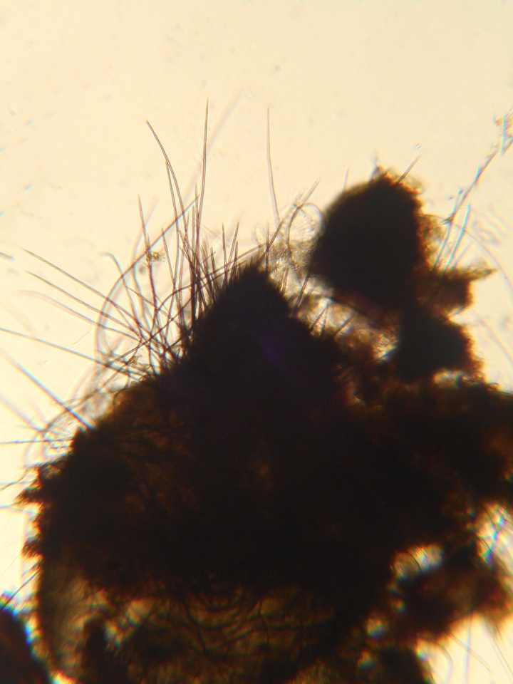 Podospora tarvisina image