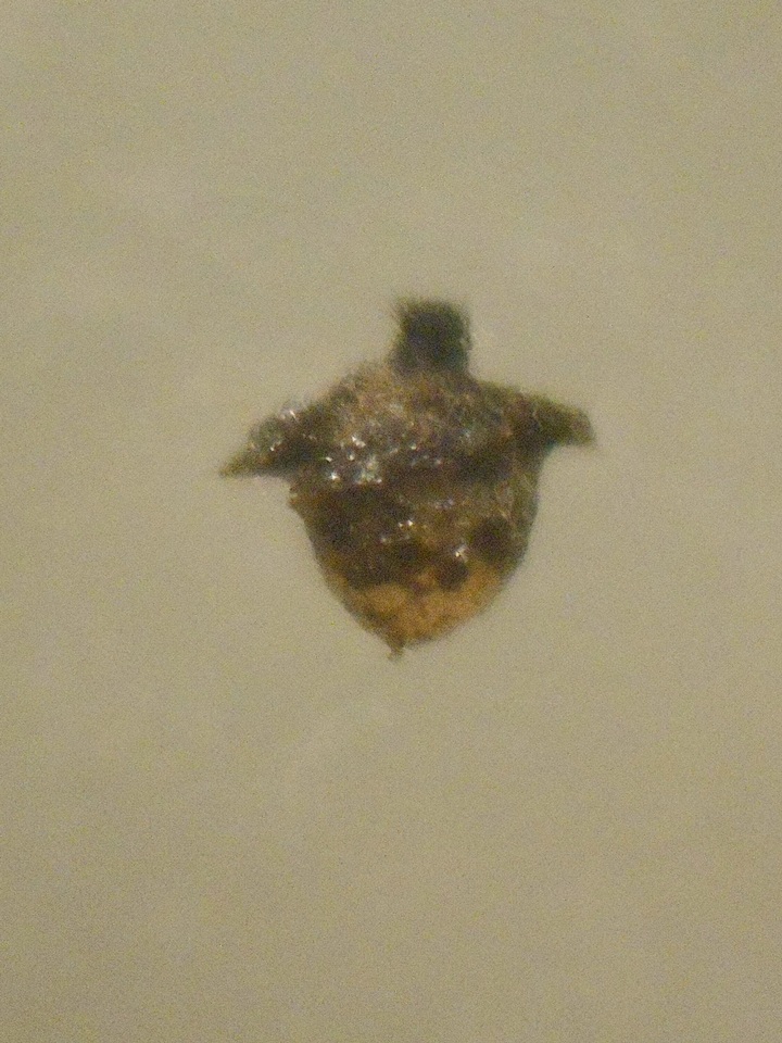 Podospora curvicolla image