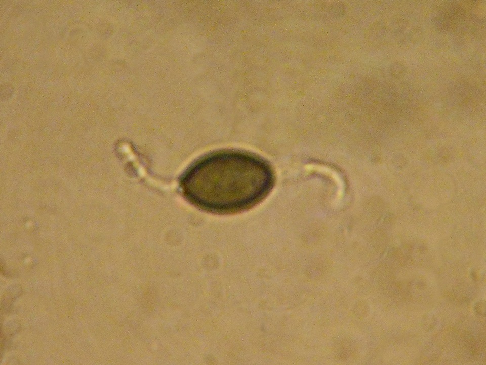 Podospora curvicolla image