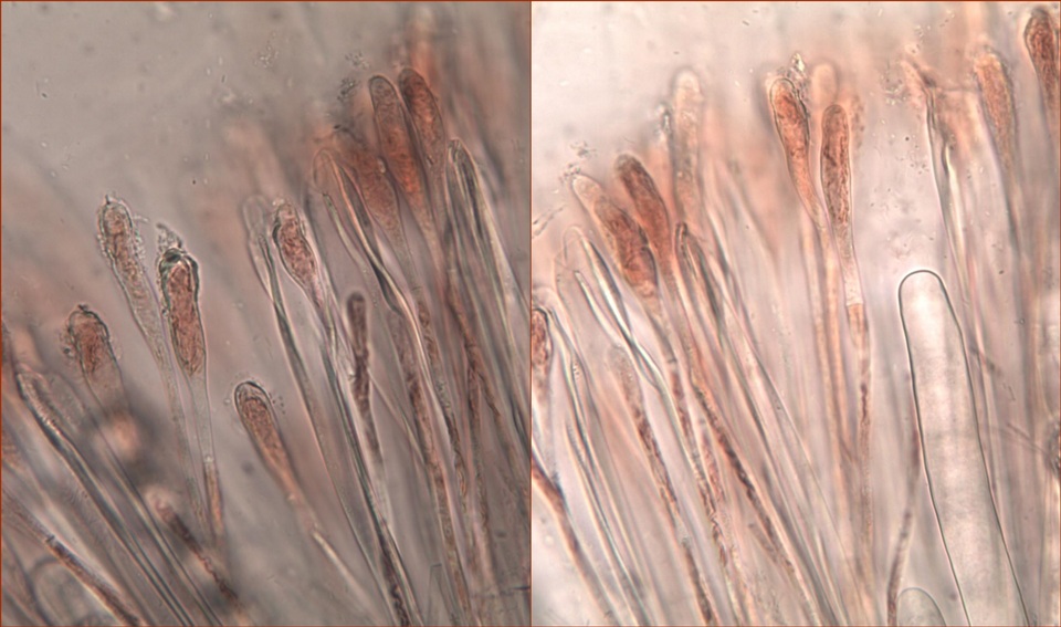 Scutellinia barlae image