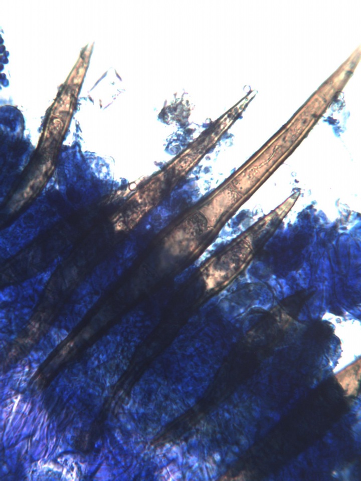 Scutellinia barlae image