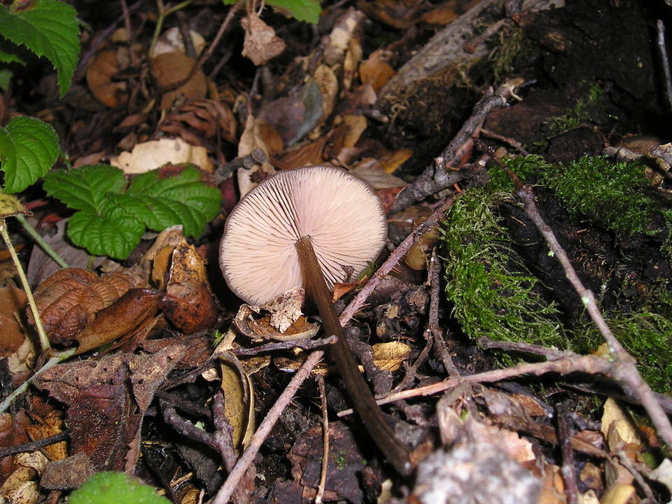 Entoloma hebes image