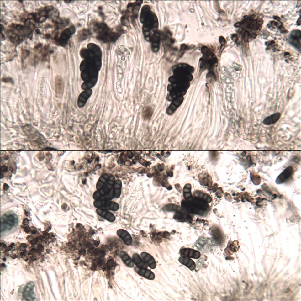Diplotomma hedinii image