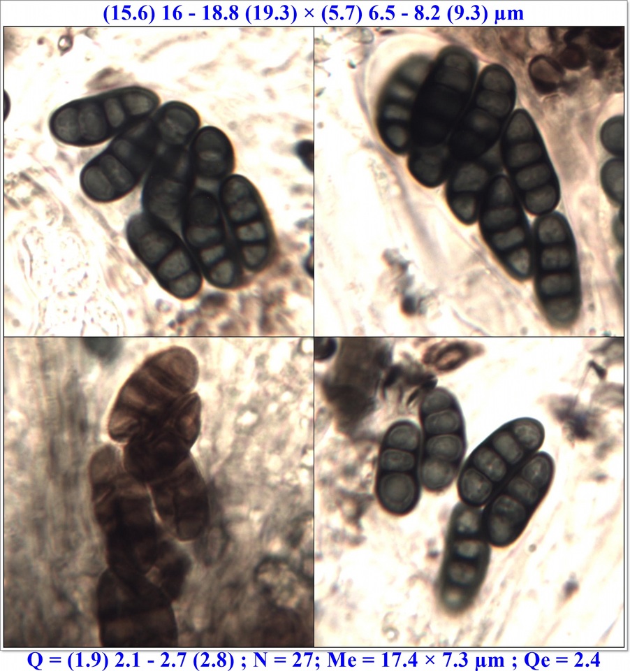 Diplotomma hedinii image