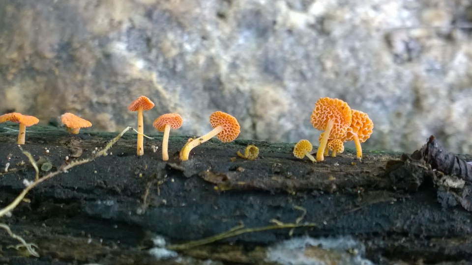 Favolaschia thwaitesii image