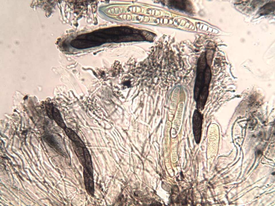 Opegrapha mougeotii image