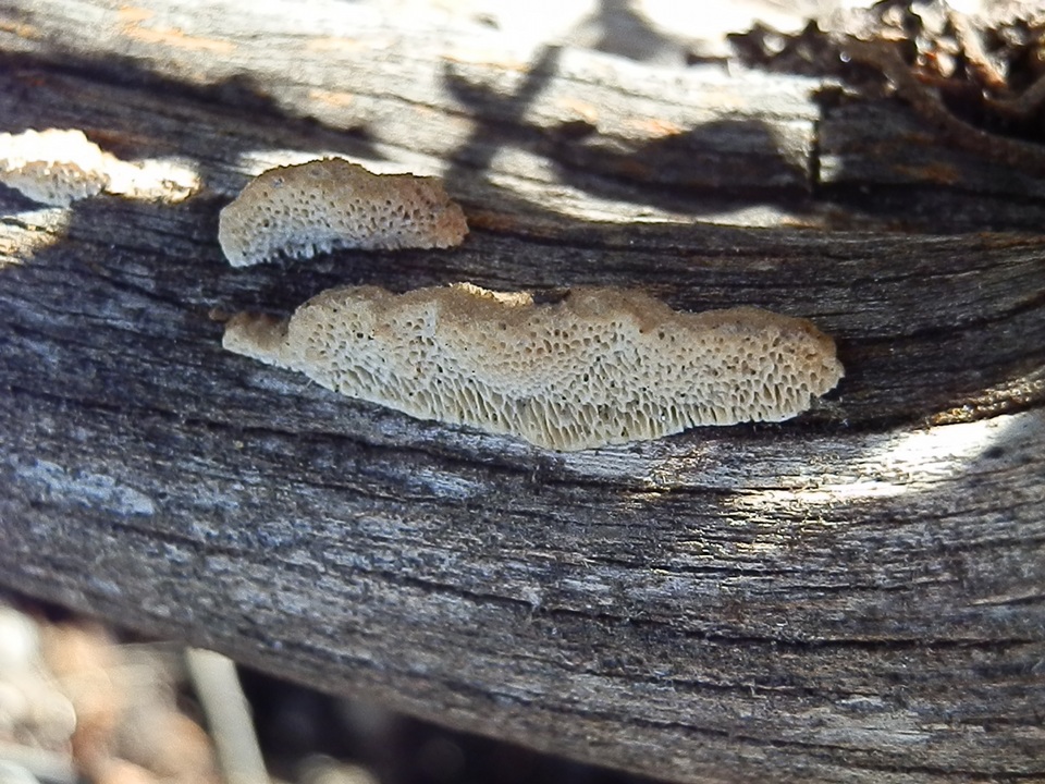 Antrodia multiformis image