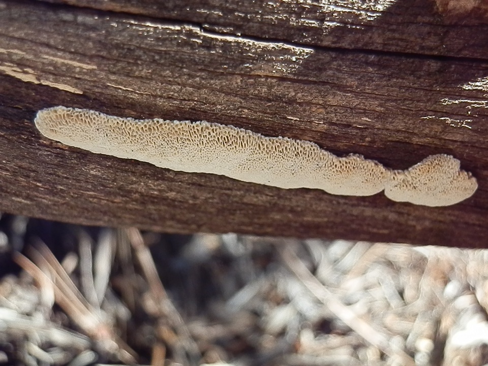 Antrodia multiformis image
