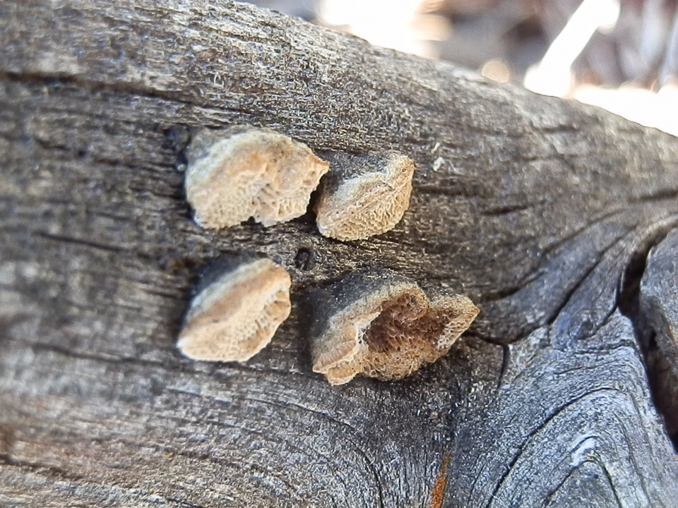 Antrodia multiformis image