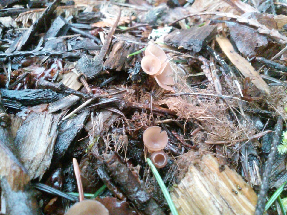 Ciboria amentacea image