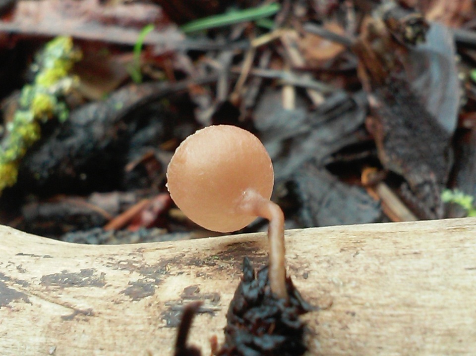 Ciboria amentacea image