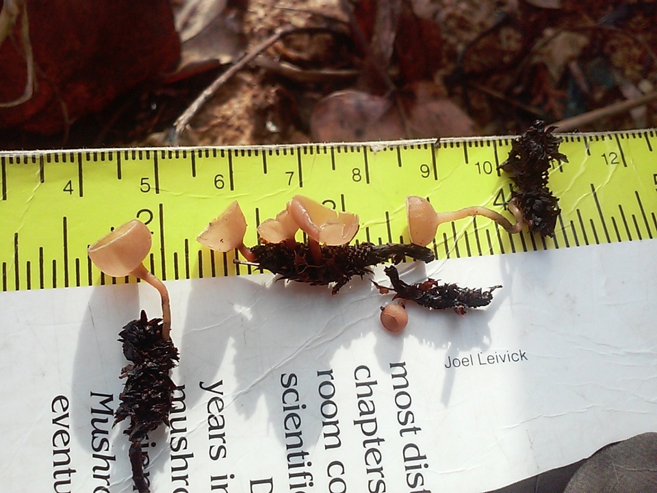 Ciboria amentacea image