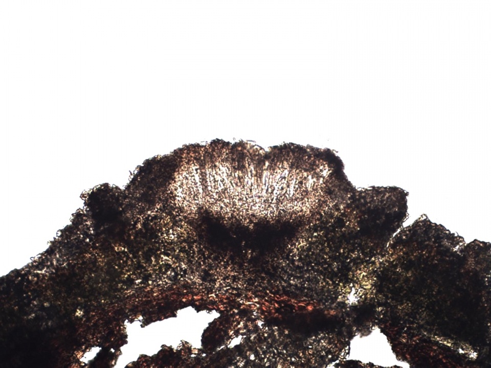 Schismatomma graphidioides image
