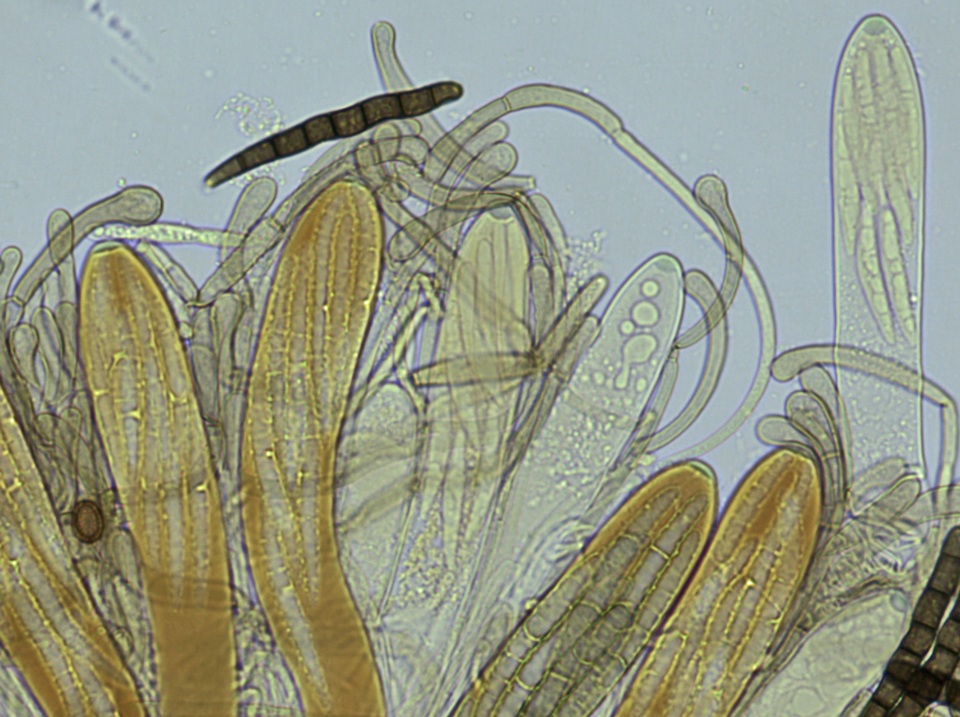 Geoglossum umbratile image