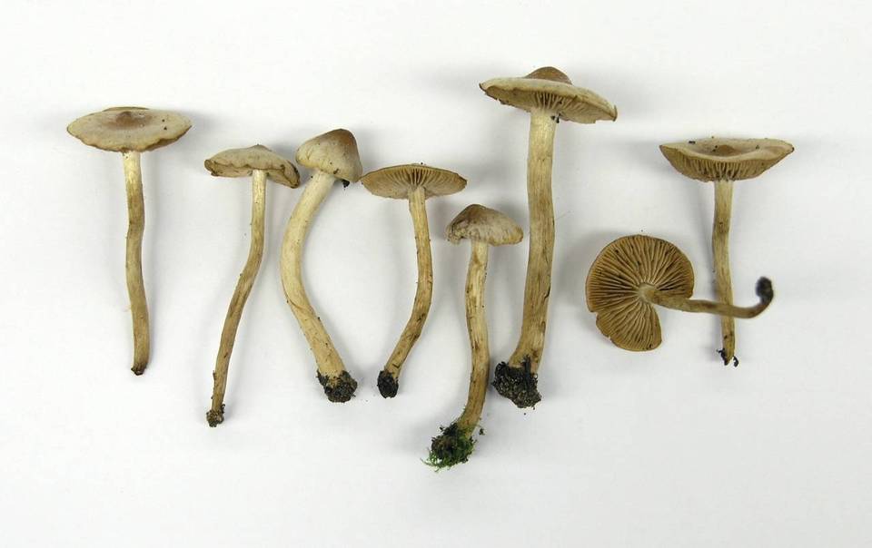 Hebeloma kauffmanii image