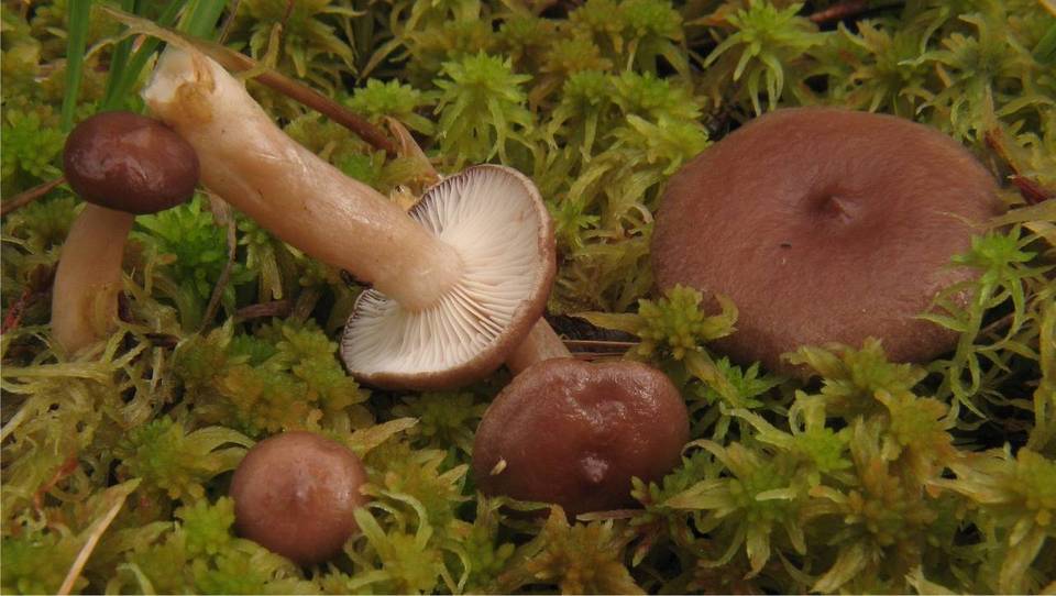 Lactarius pilatii image