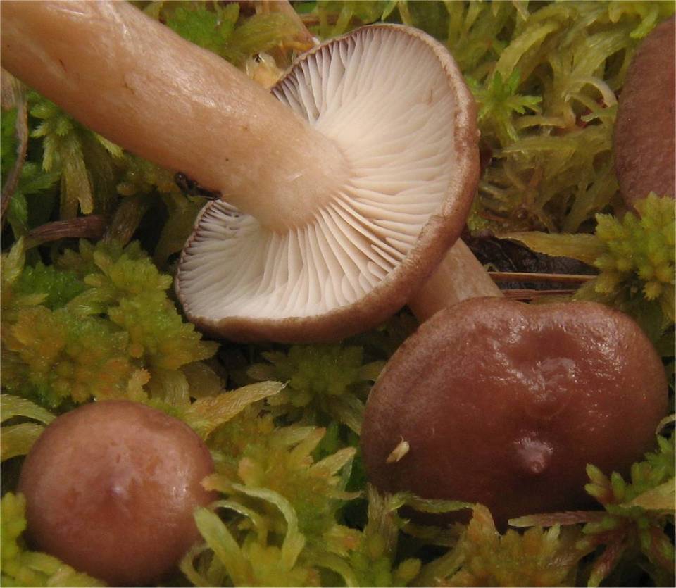 Lactarius pilatii image