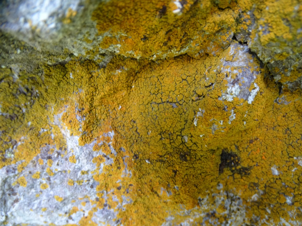 Caloplaca stellata image