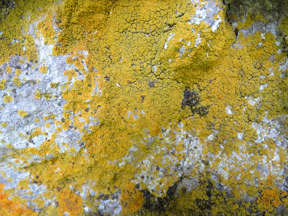 Caloplaca stellata image