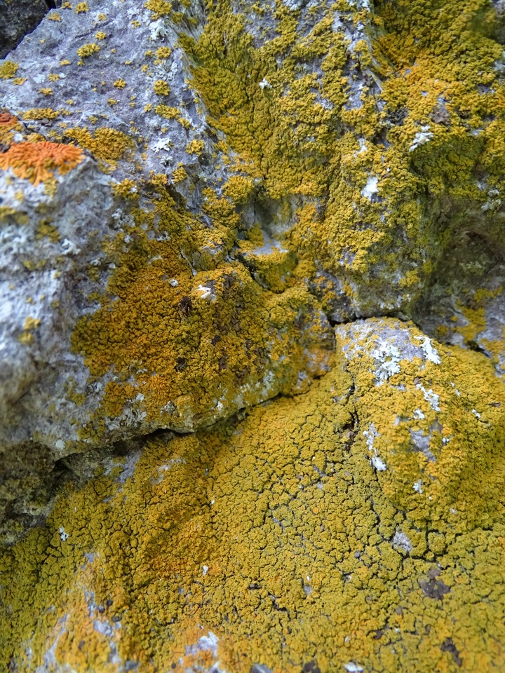 Caloplaca stellata image