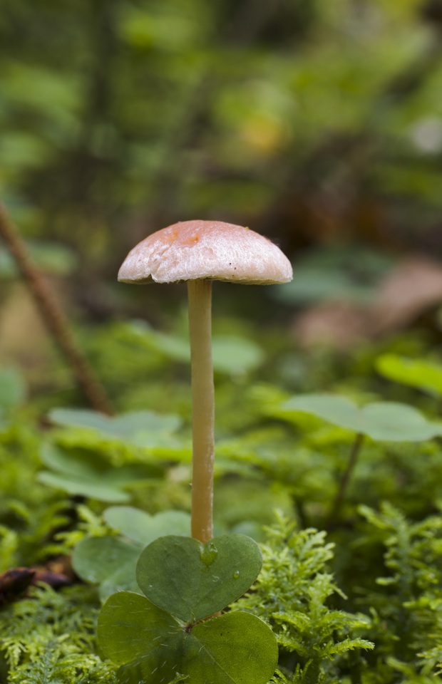 Hypholoma polytrichi image