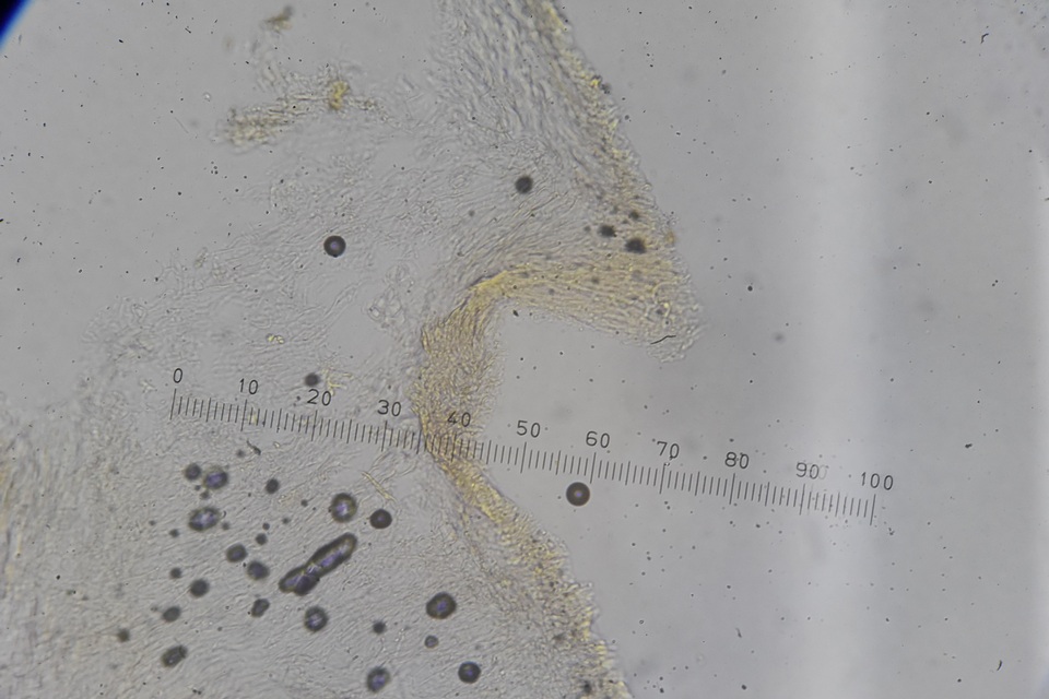 Lepiota thiersii image