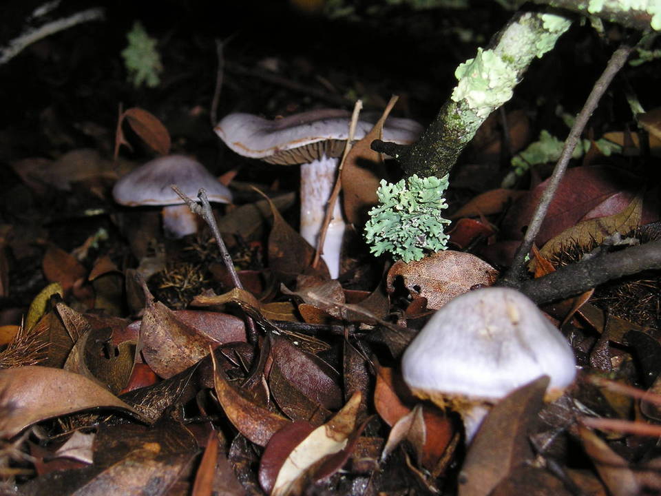 Cortinarius griseoviolaceus image